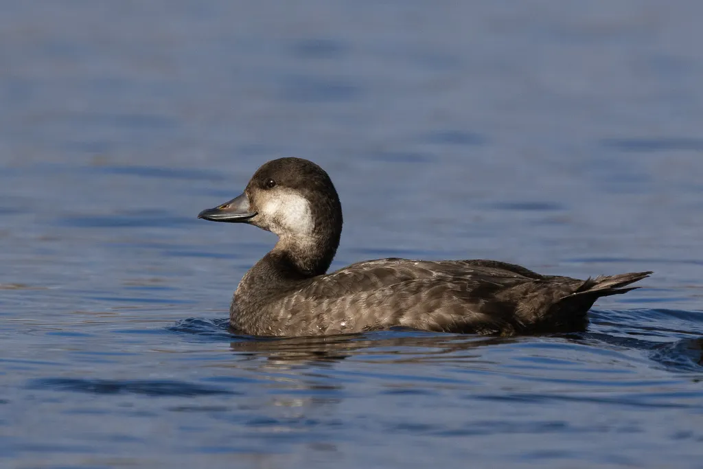 黑海番鸭(Melanitta americana)