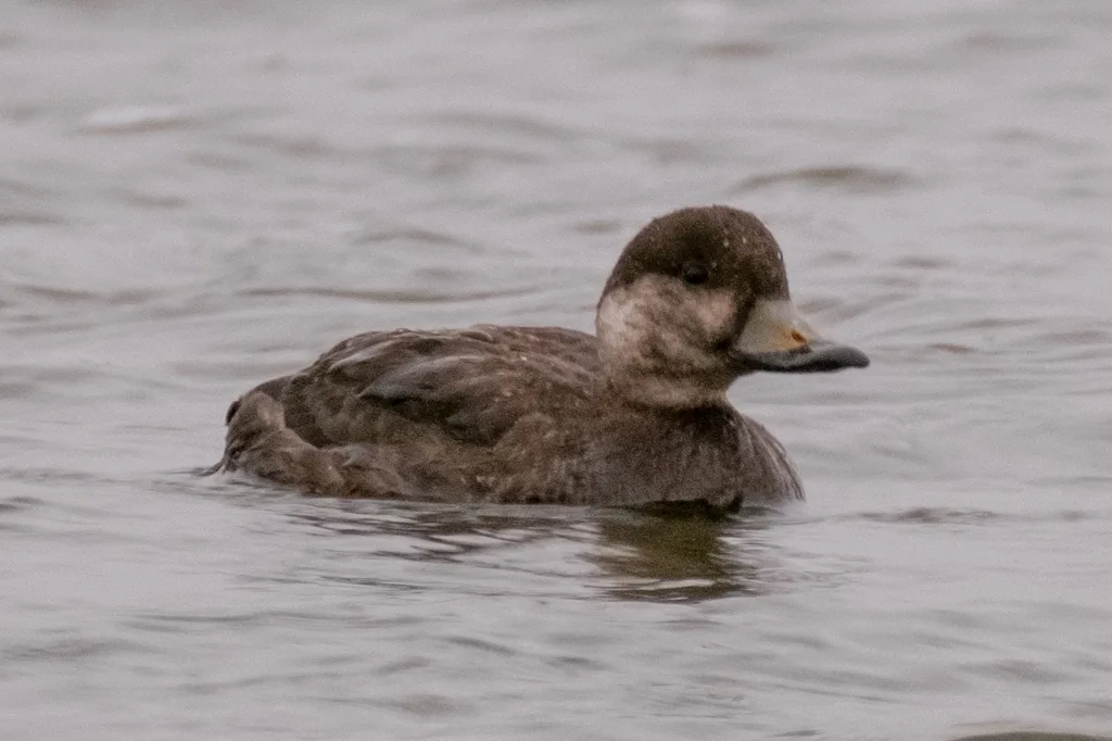 黑海番鸭(Melanitta americana)