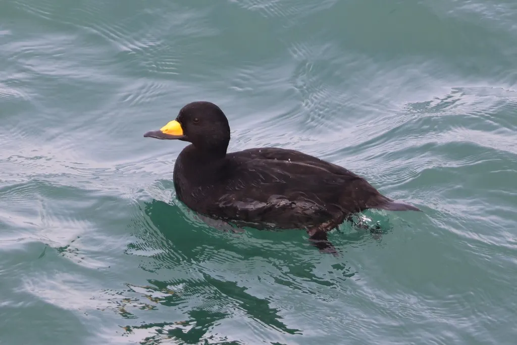黑海番鸭(Melanitta americana)