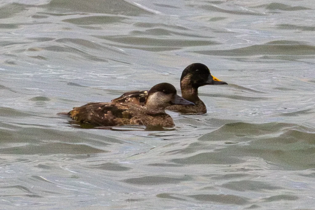 普通海番鸭(Melanitta nigra)