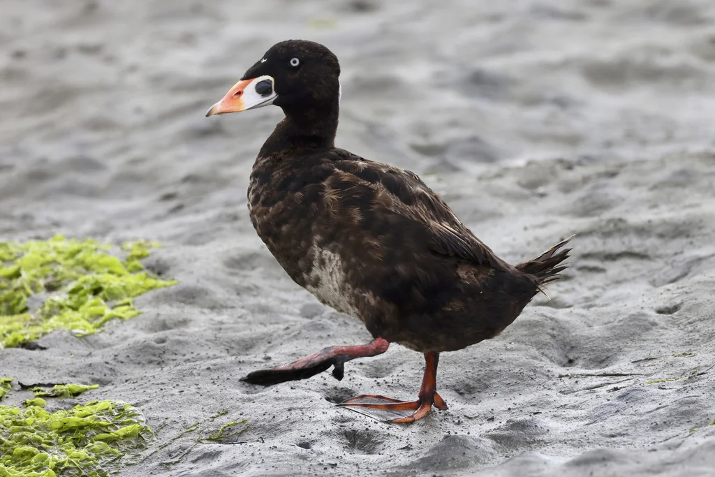 斑头海番鸭(Melanitta perspicillata)