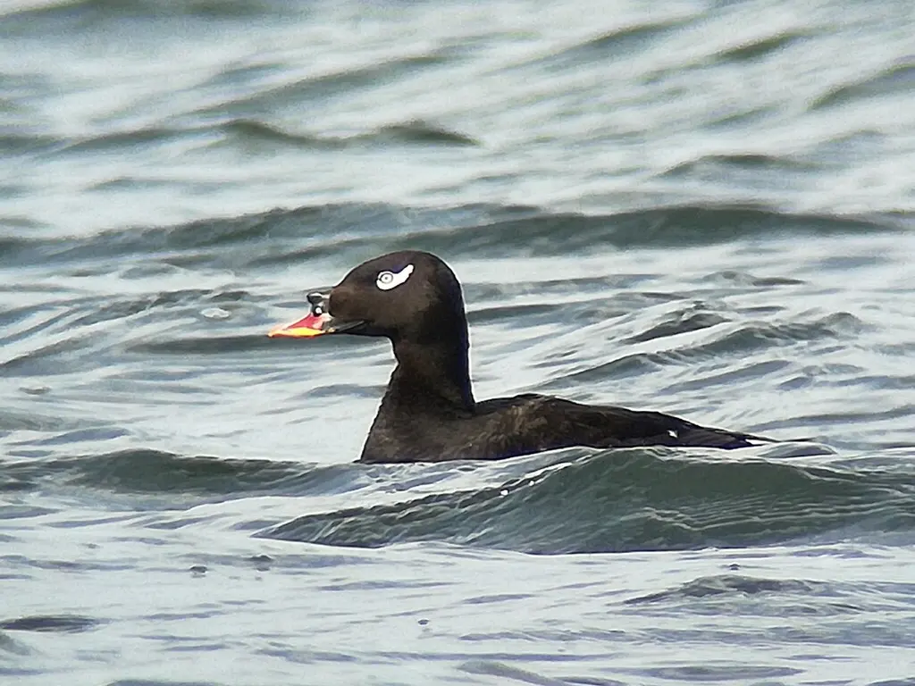 斑脸海番鸭(Melanitta stejnegeri)