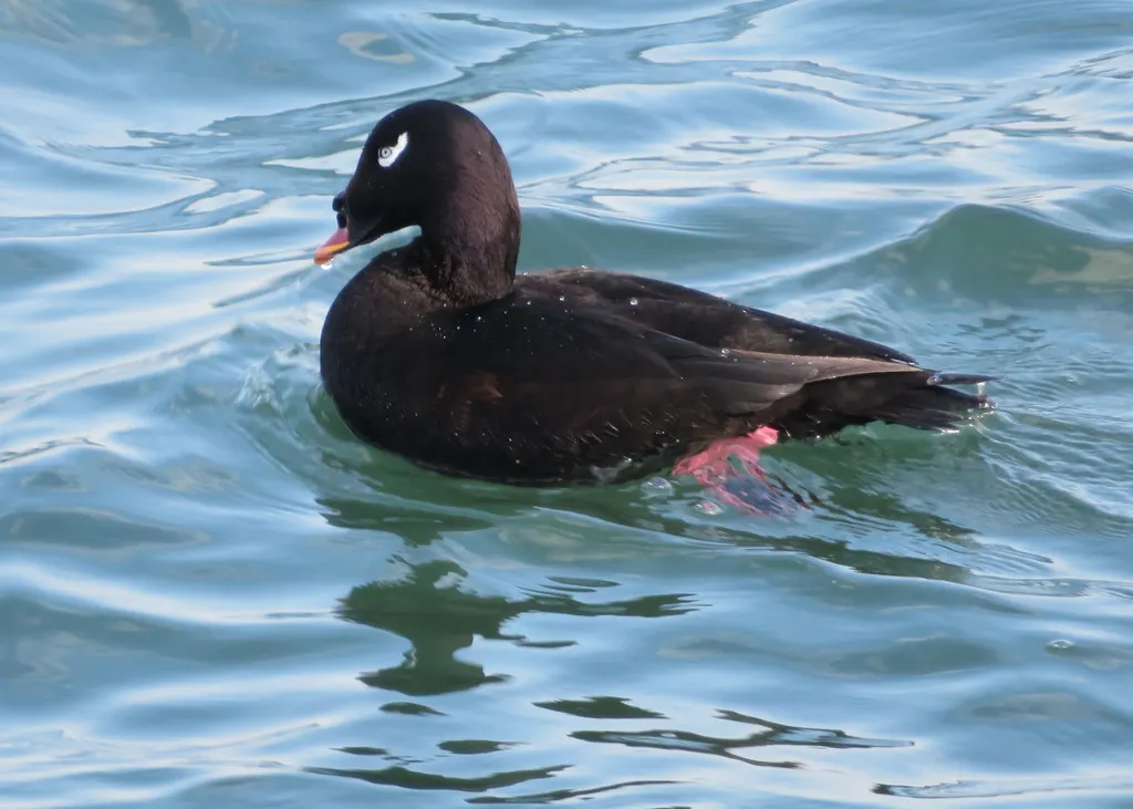 斑脸海番鸭(Melanitta stejnegeri)