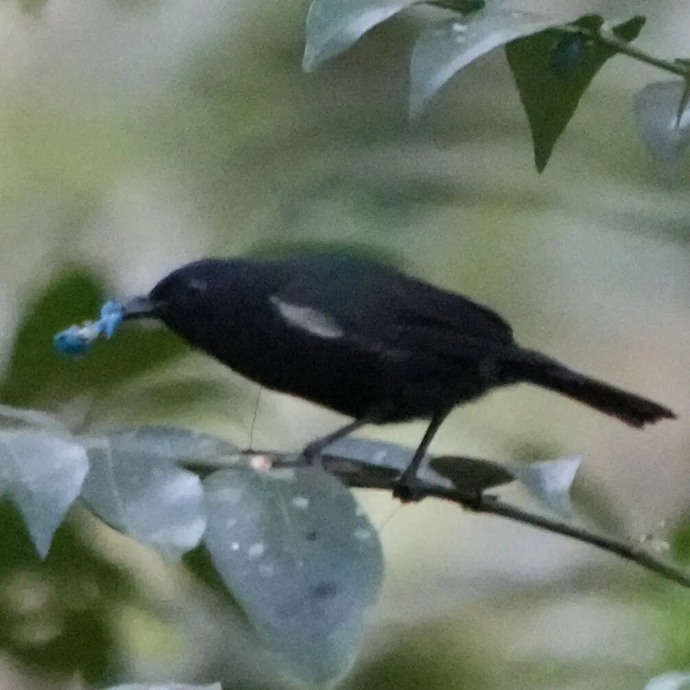 黑啄果鸟(Melanocharis nigra)