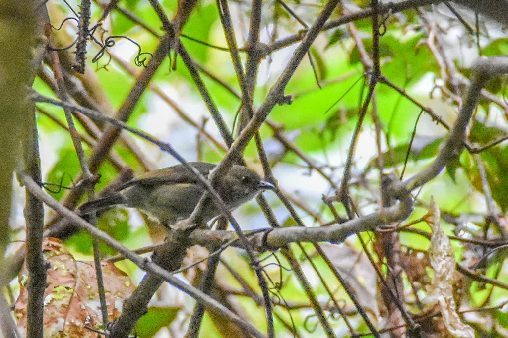 黑啄果鸟(Melanocharis nigra)