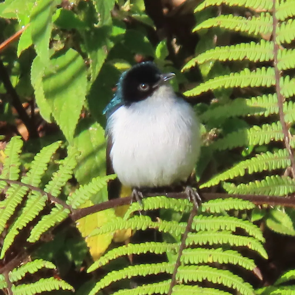 扇尾啄果鸟(Melanocharis versteri)