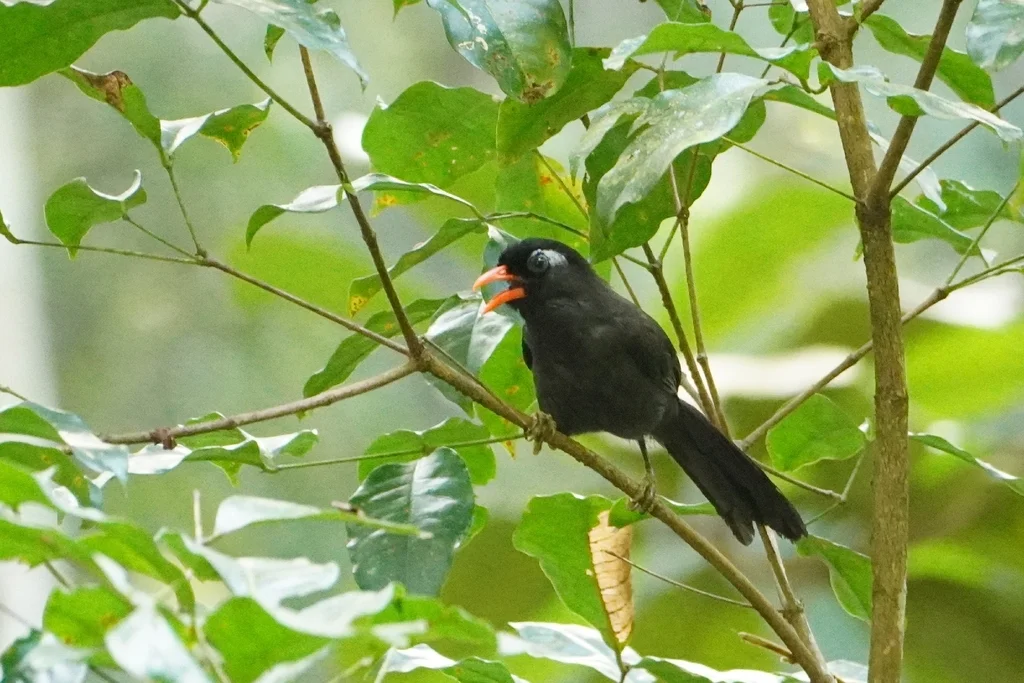 黑噪鹛（Melanocichla lugubris）