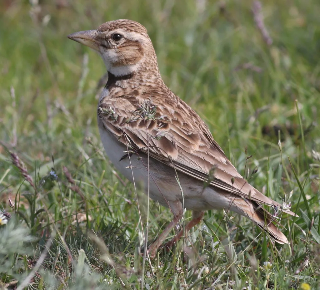 双斑百灵(Melanocorypha bimaculata)