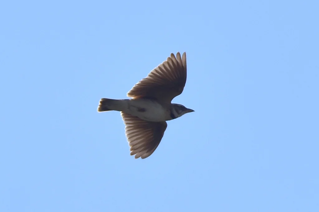 双斑百灵(Melanocorypha bimaculata)