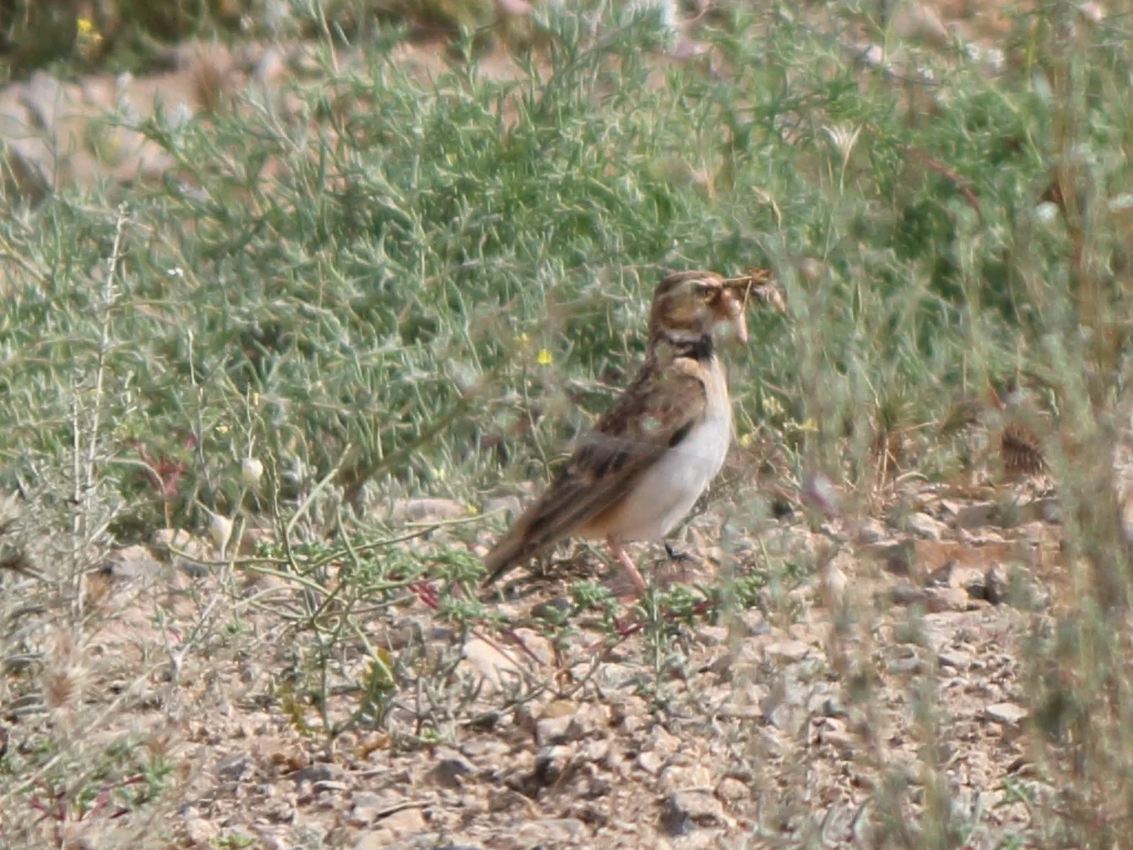 双斑百灵(Melanocorypha bimaculata)