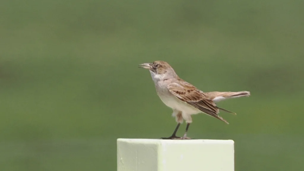 长嘴百灵（Melanocorypha maxima）