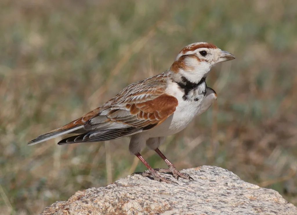 蒙古百灵（Melanocorypha mongolica）
