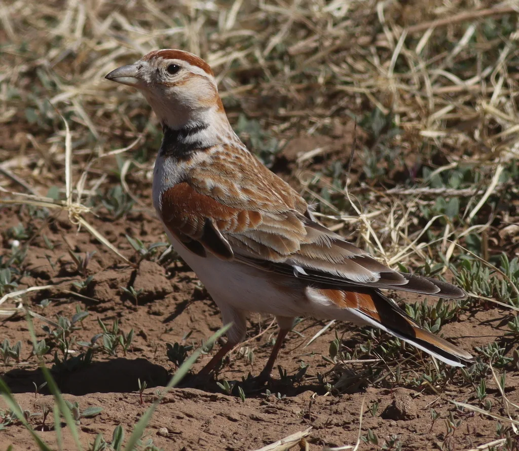 蒙古百灵（Melanocorypha mongolica）