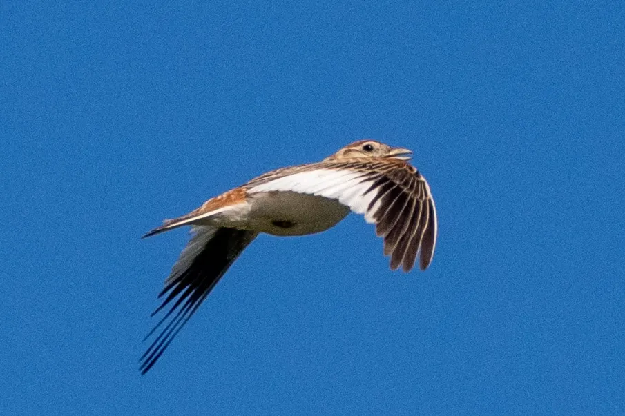 蒙古百灵（Melanocorypha mongolica）