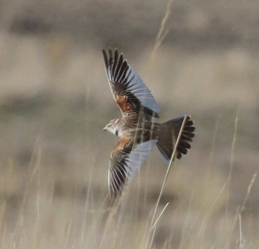 蒙古百灵（Melanocorypha mongolica）