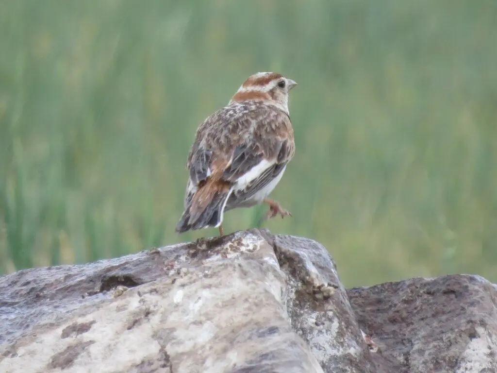 蒙古百灵（Melanocorypha mongolica）