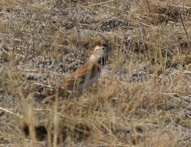 蒙古百灵（Melanocorypha mongolica）