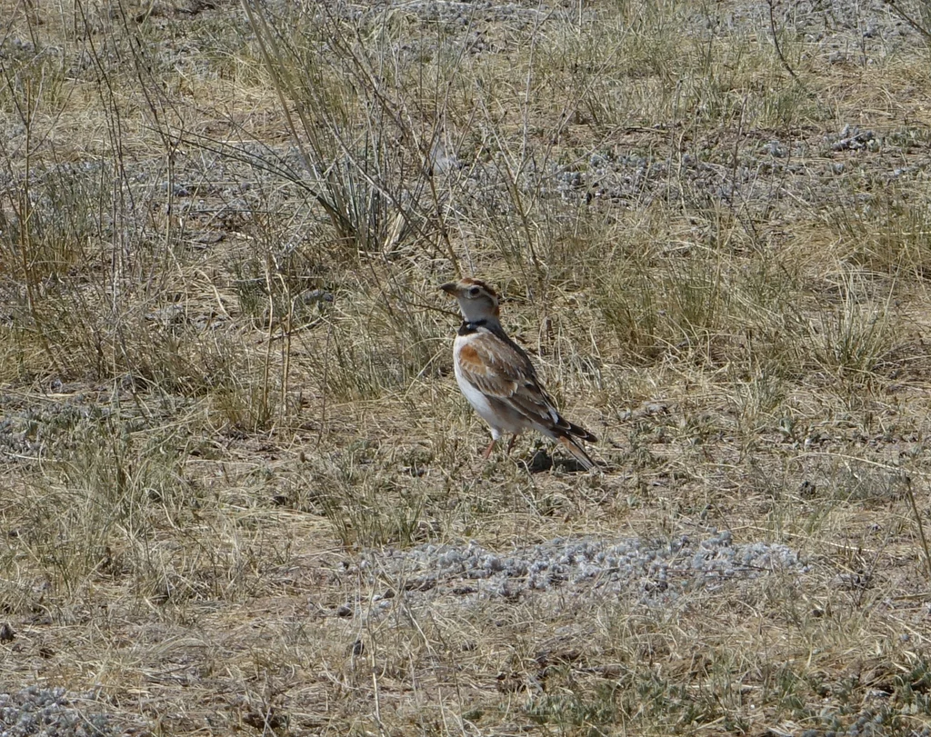 蒙古百灵（Melanocorypha mongolica）