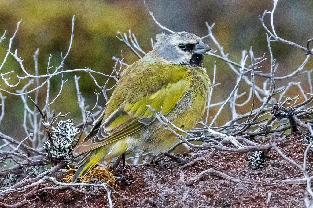 黑喉雀鹀(Melanodera melanodera)