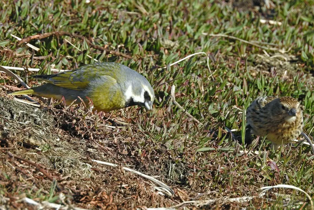 黑喉雀鹀(Melanodera melanodera)
