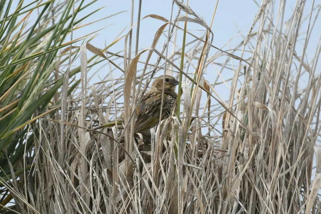 黑喉雀鹀(Melanodera melanodera)