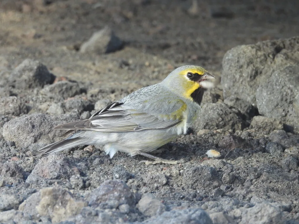 黄纹雀鹀（Melanodera xanthogramma）