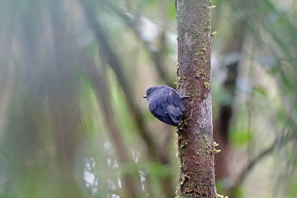 灰薮鹟(Melanodryas cryptoleuca)