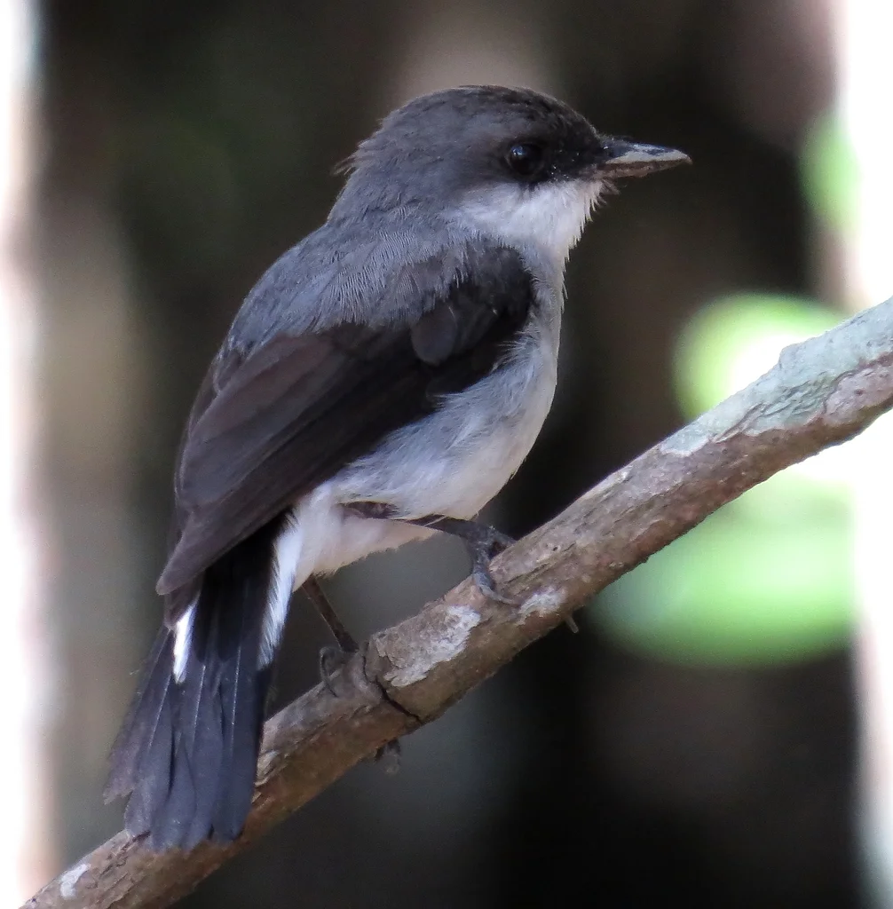 红树鸲鹟(Melanodryas pulverulenta)