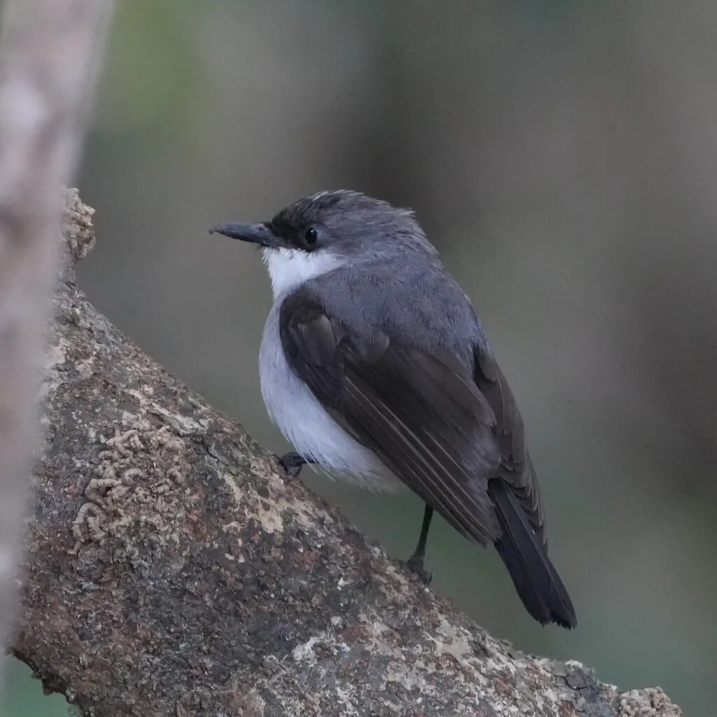 红树鸲鹟(Melanodryas pulverulenta)