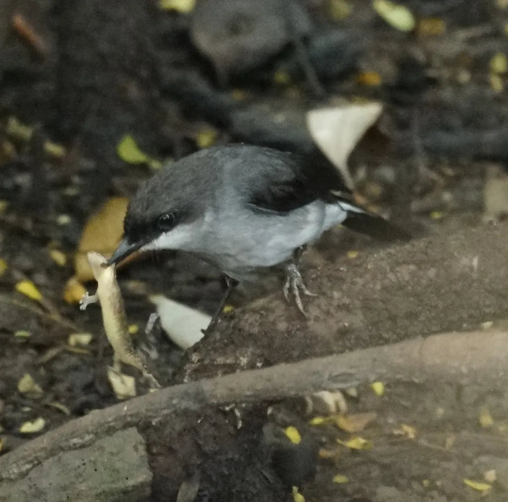红树鸲鹟(Melanodryas pulverulenta)