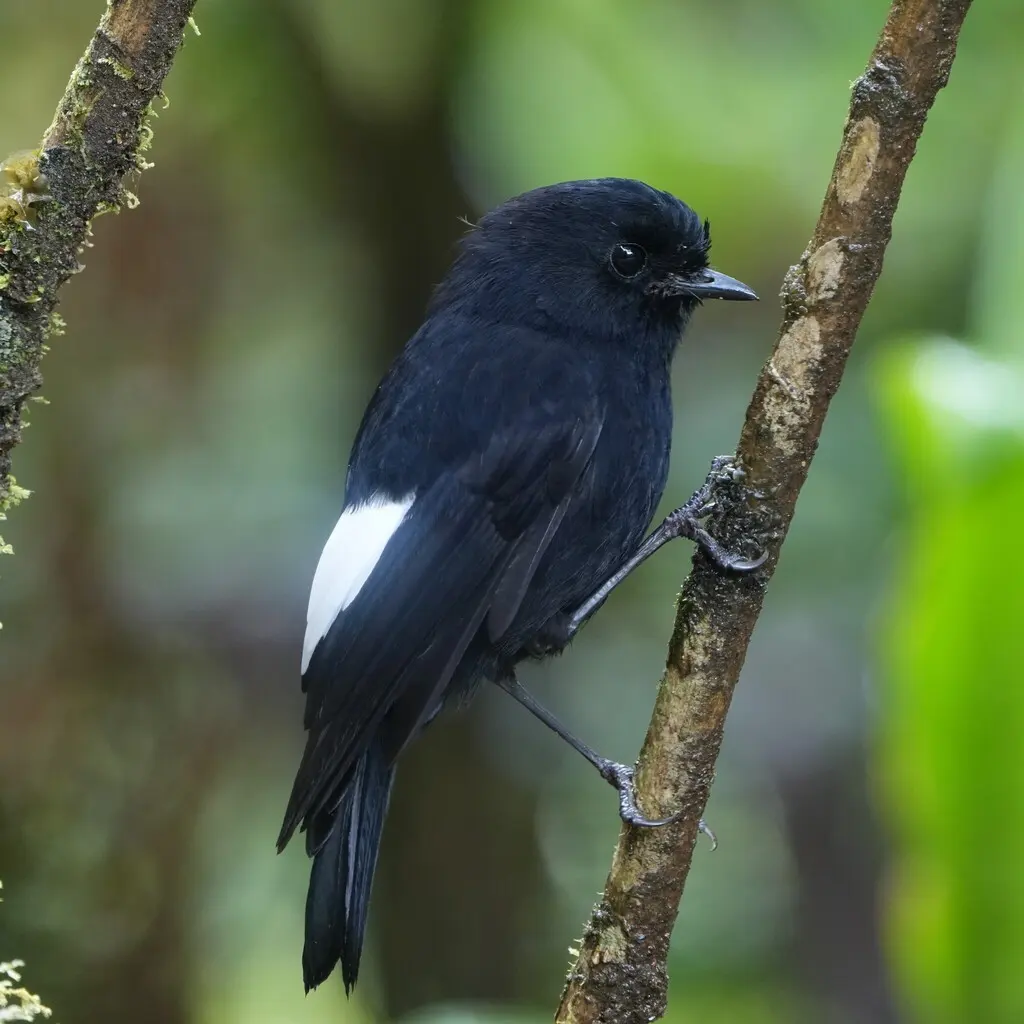 白翅薮鹟（Melanodryas sigillata）