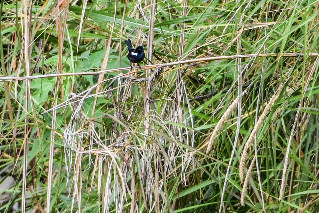 白翅薮鹟（Melanodryas sigillata）