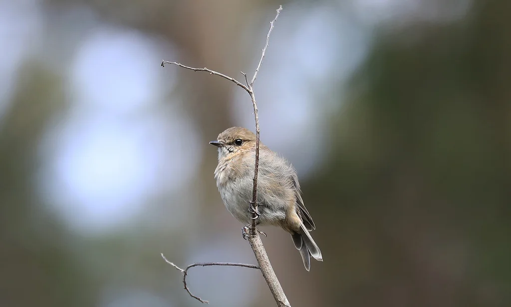 暗色鸲鹟(Melanodryas vittata)