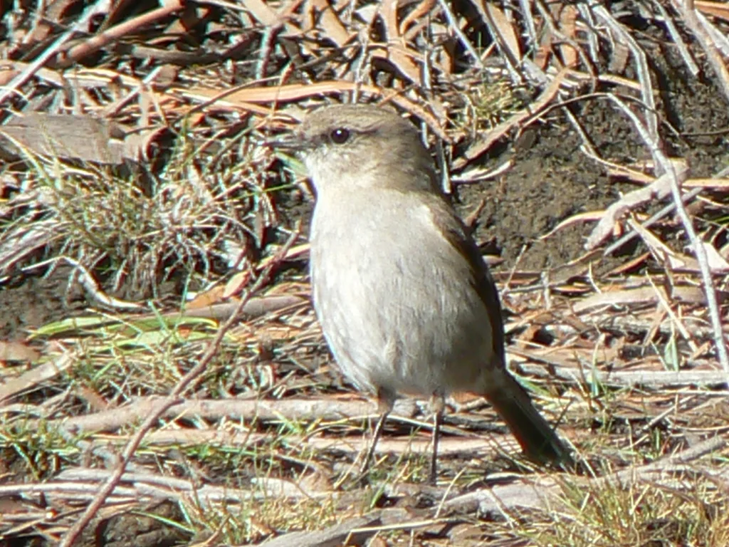 暗色鸲鹟(Melanodryas vittata)