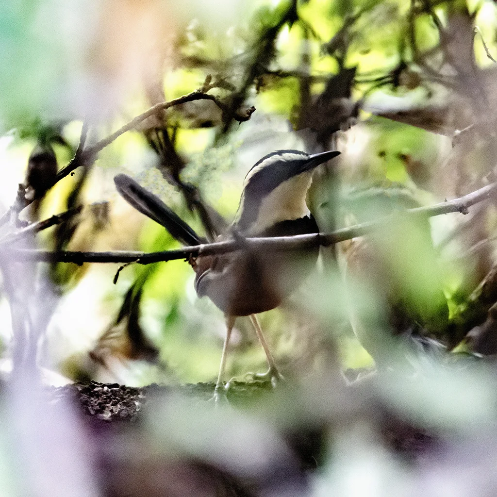 丽月胸窜鸟(Melanopareia elegans)