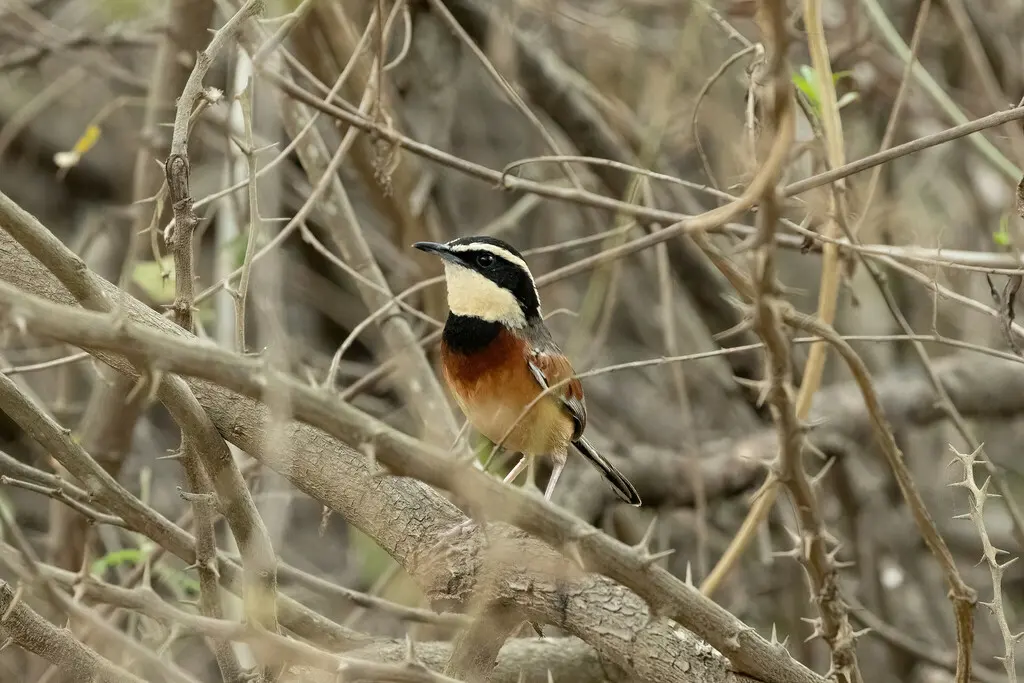 丽月胸窜鸟(Melanopareia elegans)