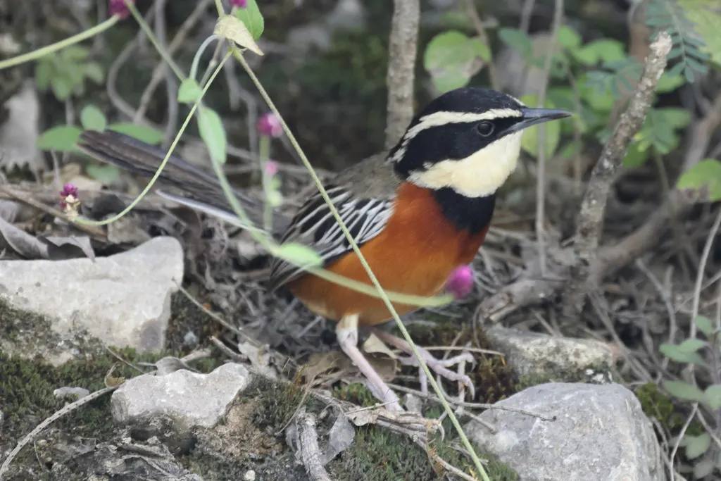 秘鲁月胸窜鸟(Melanopareia maranonica)