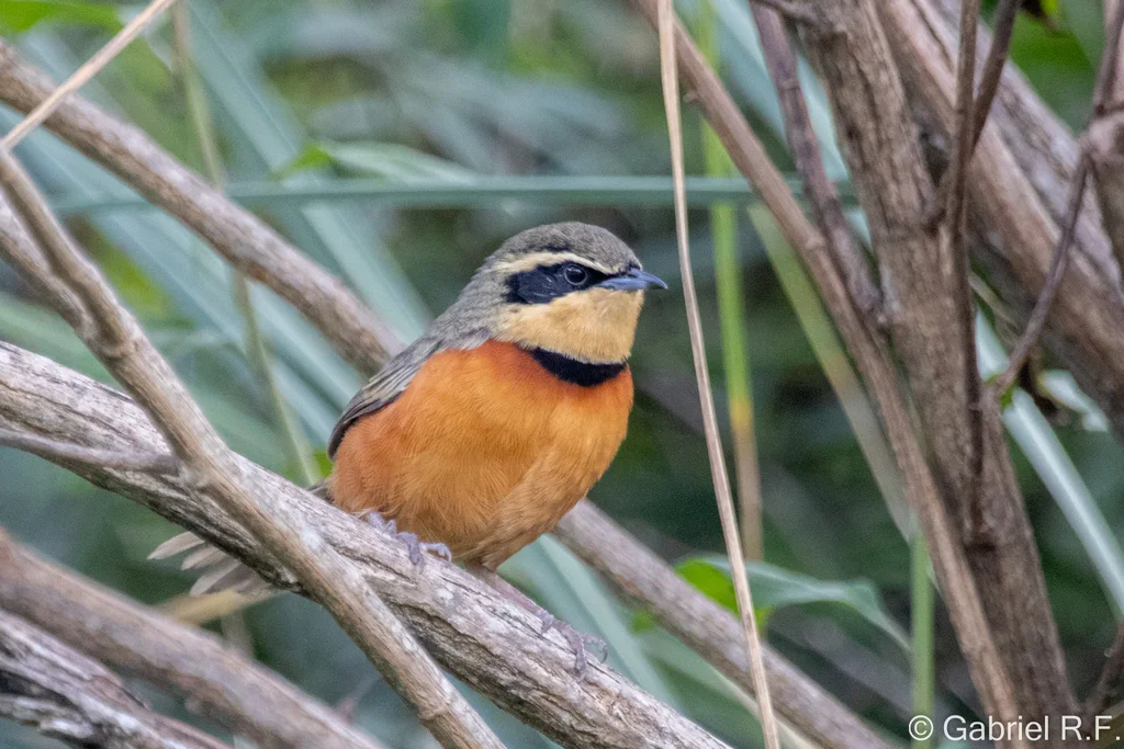 绿冠月胸窜鸟(Melanopareia maximiliani)