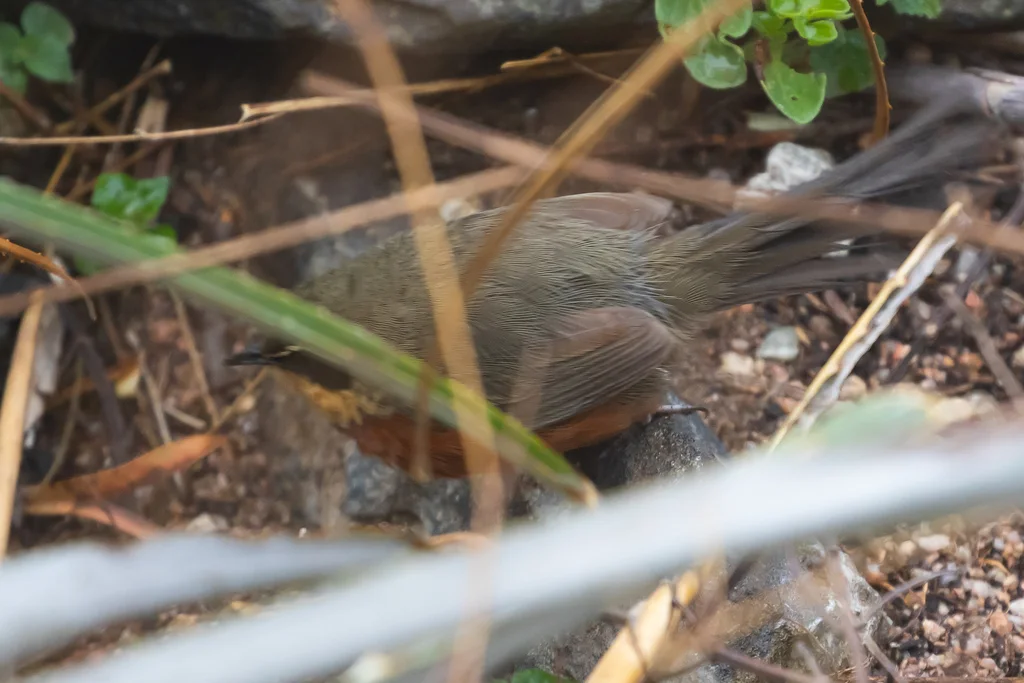 绿冠月胸窜鸟(Melanopareia maximiliani)