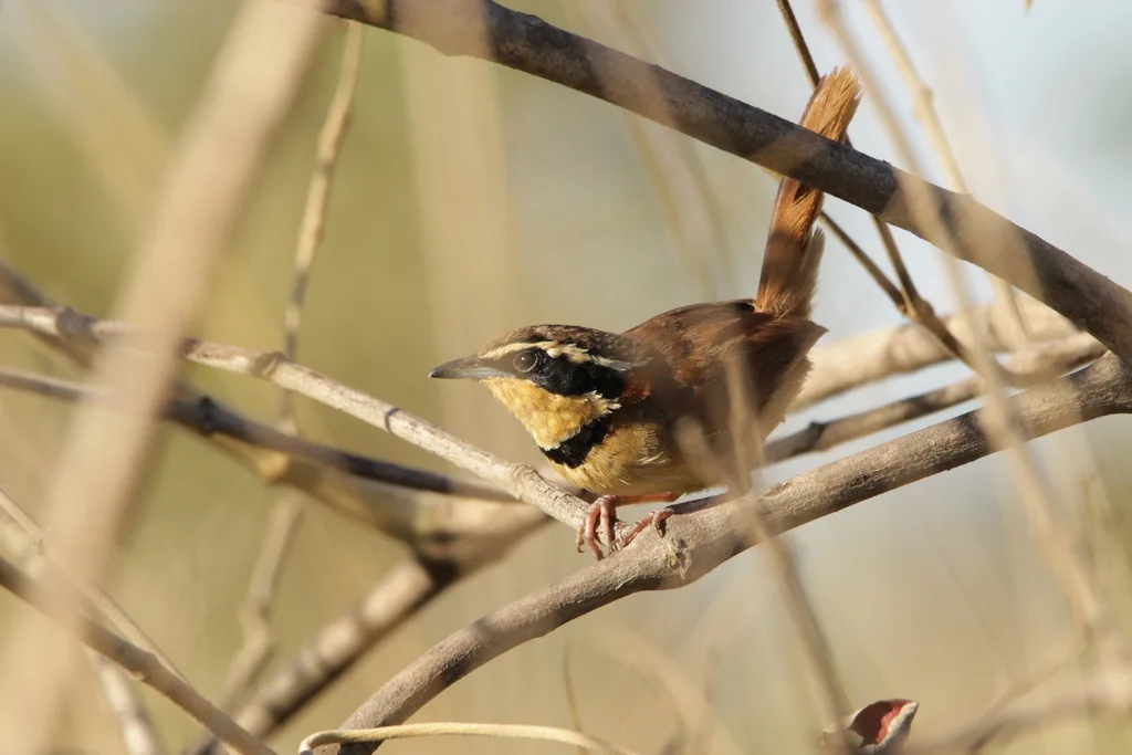 领月胸窜鸟(Melanopareia torquata)