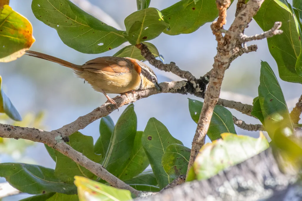 领月胸窜鸟(Melanopareia torquata)