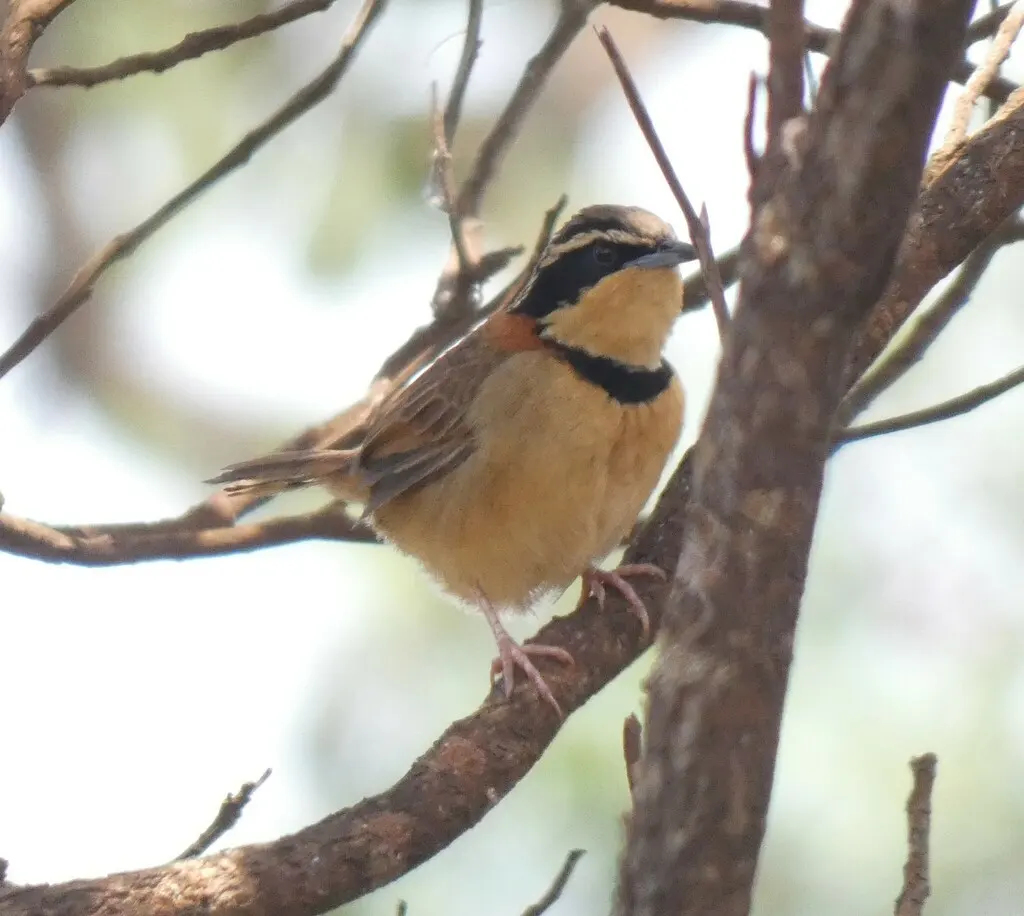 领月胸窜鸟(Melanopareia torquata)