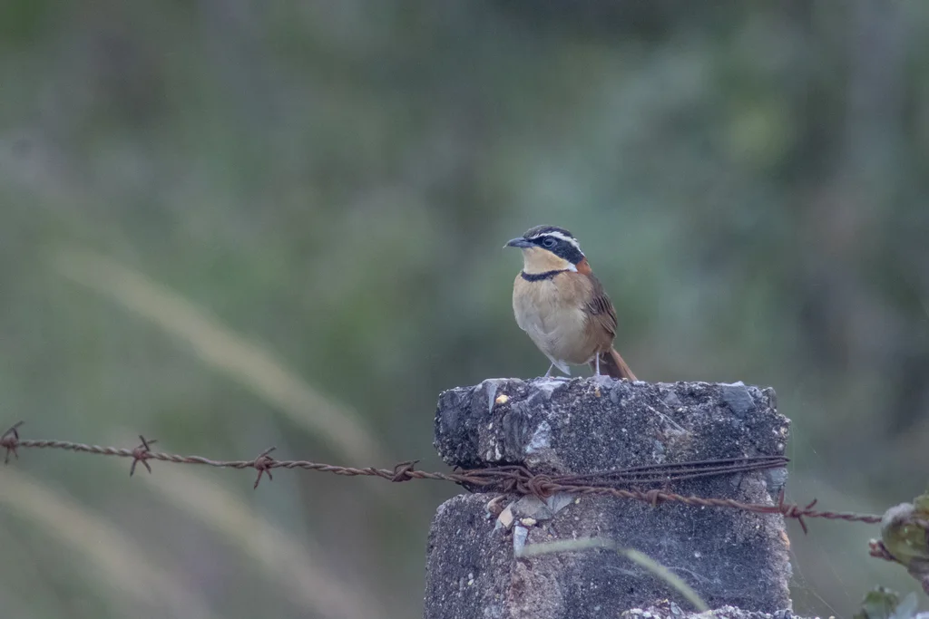 领月胸窜鸟(Melanopareia torquata)