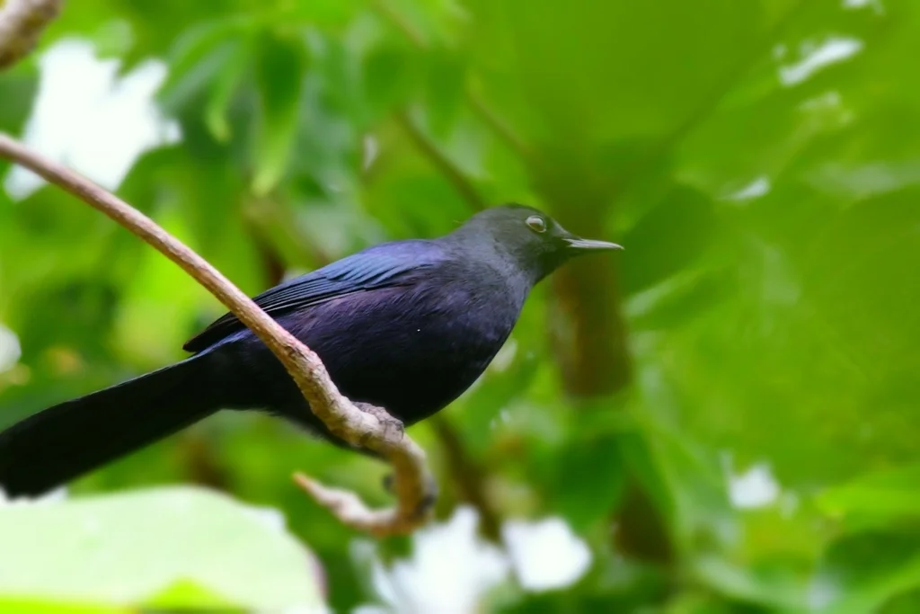 黑嘲鸫(Melanoptila glabrirostris)