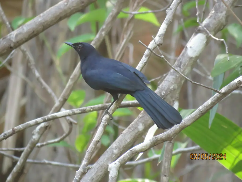 黑嘲鸫(Melanoptila glabrirostris)