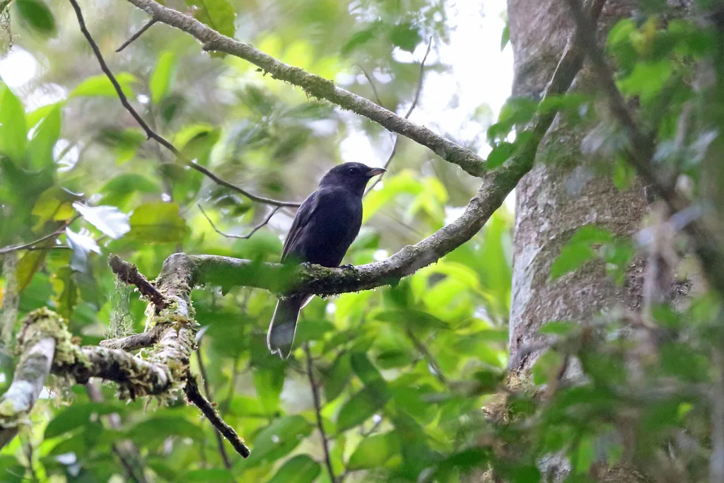 黑林鵙鹟(Melanorectes nigrescens)