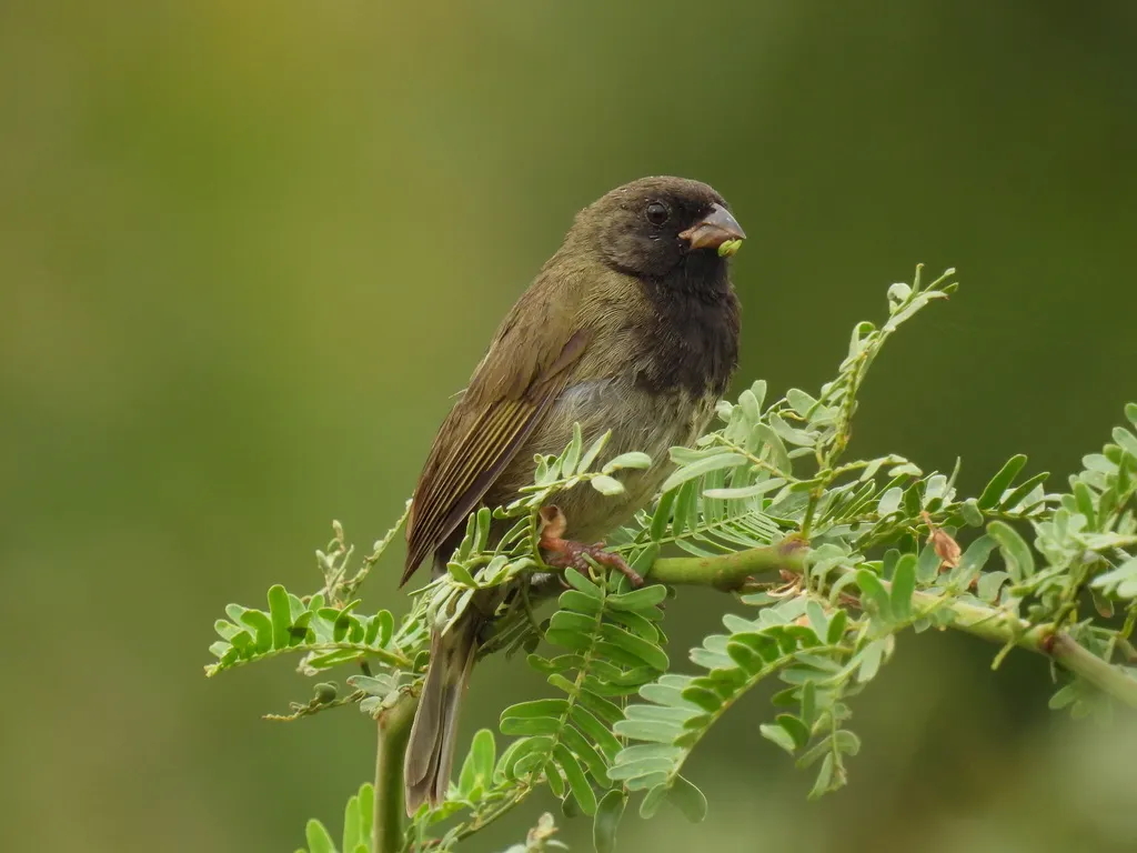 黑脸草雀(Melanospiza bicolor)