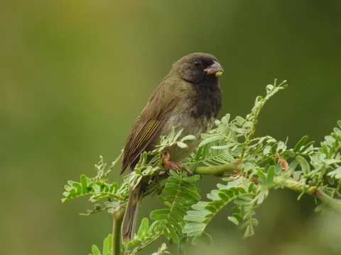 黑脸草雀