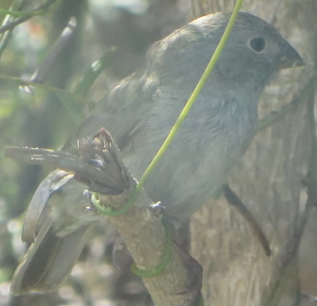 黑脸草雀(Melanospiza bicolor)