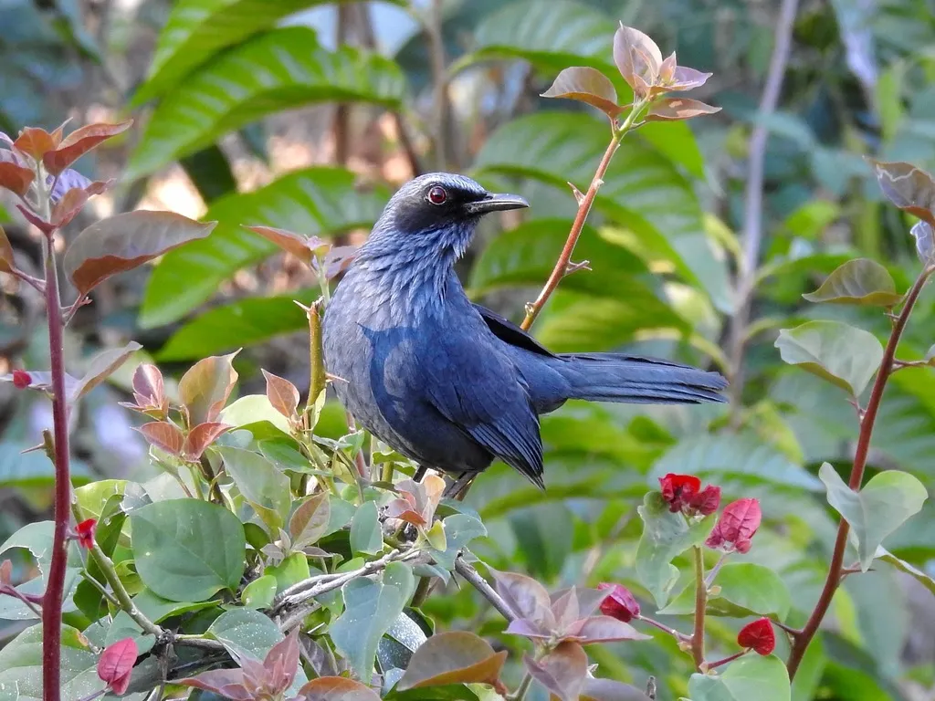 蓝嘲鸫(Melanotis caerulescens)
